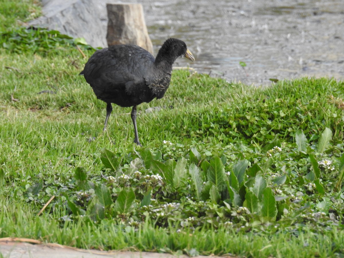 Slate-colored Coot - ML644488064
