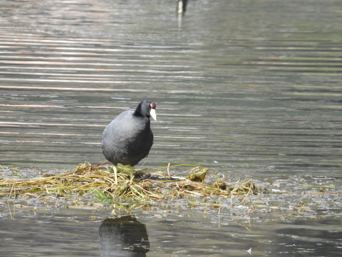Slate-colored Coot - ML644488065