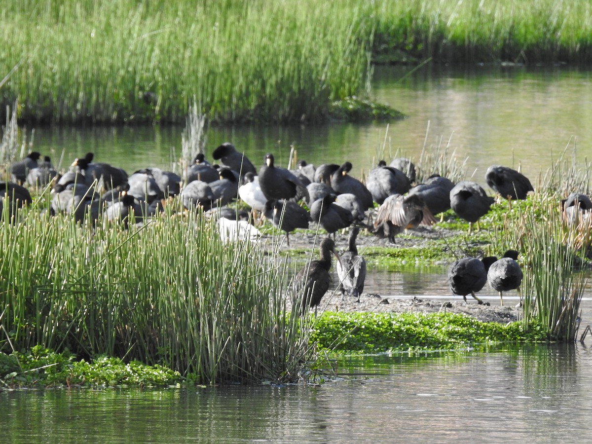 Slate-colored Coot - ML644488066