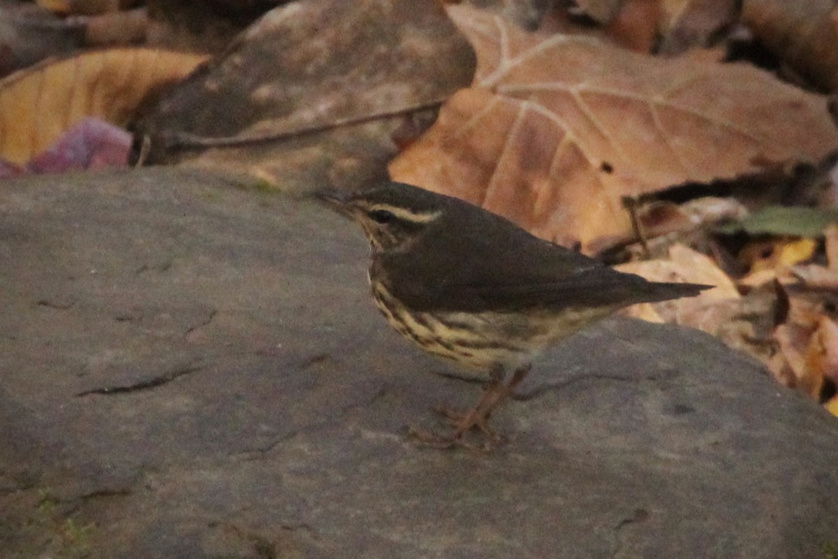 Northern Waterthrush - ML644488077