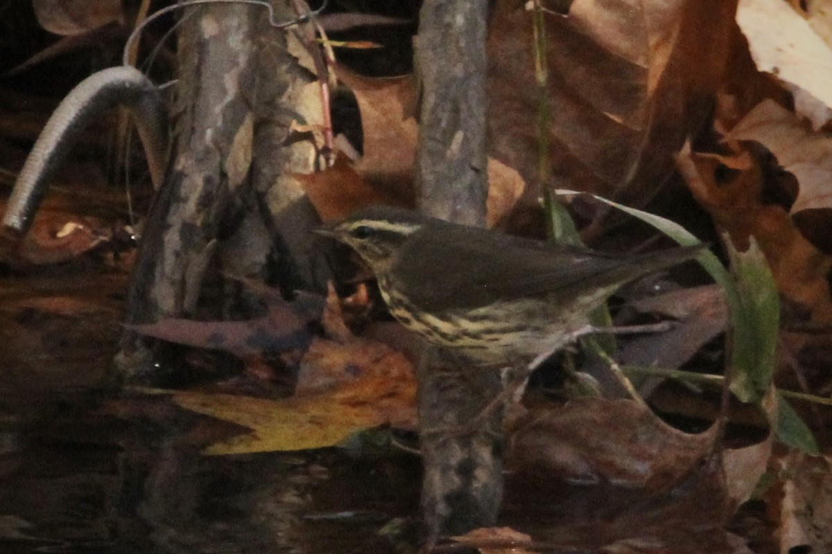 Northern Waterthrush - ML644488078
