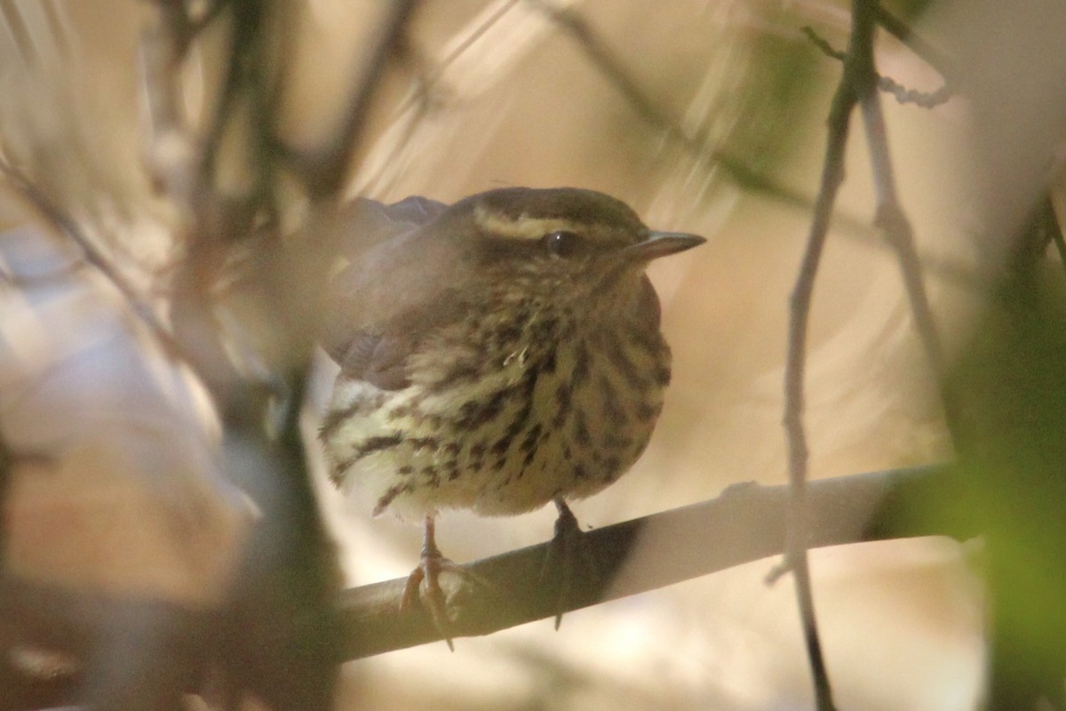 Northern Waterthrush - ML644488079