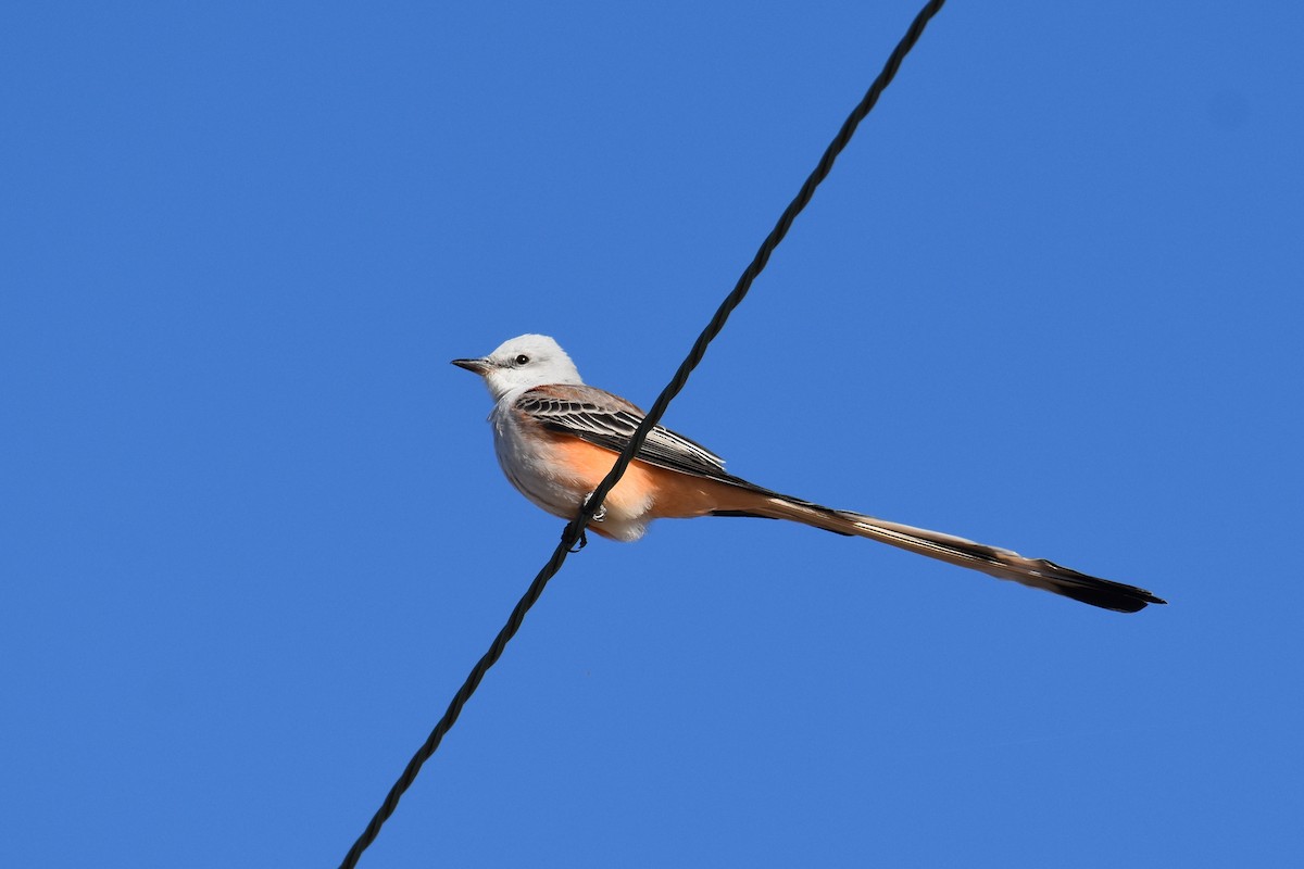 Scissor-tailed Flycatcher - ML644488082
