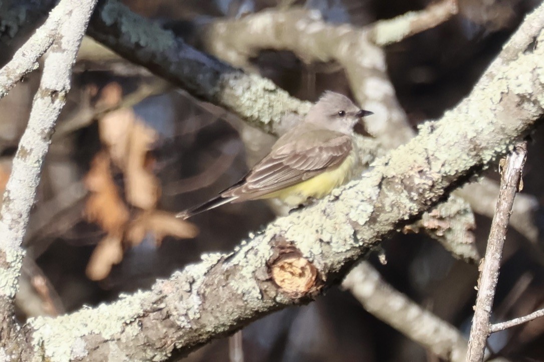 Tyran de l'Ouest - ML644488087