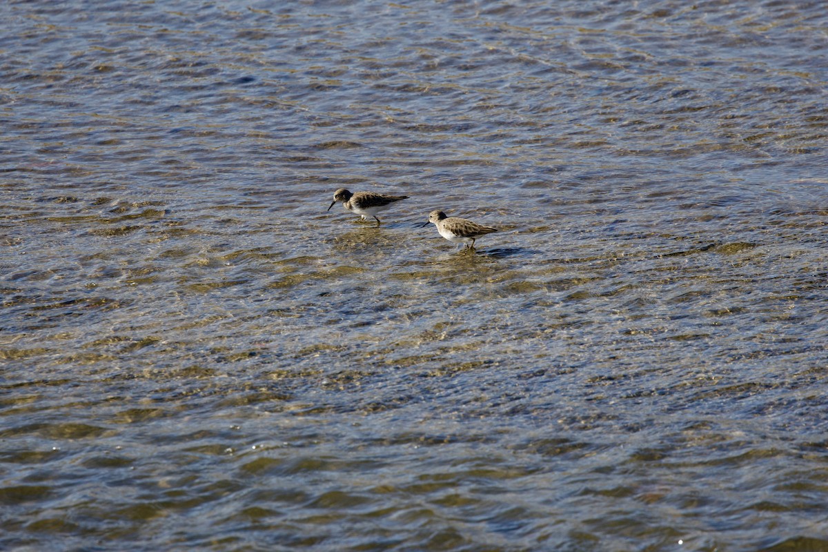 Least Sandpiper - ML644488093