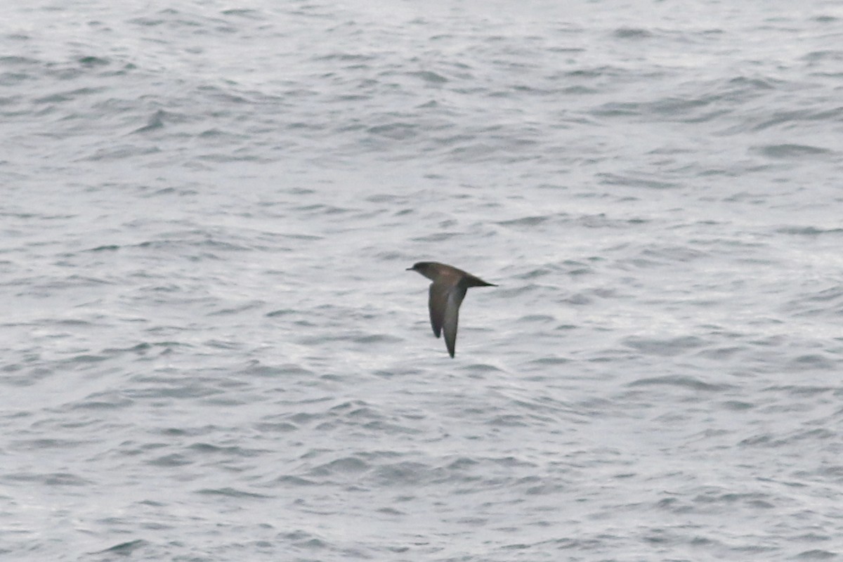 Short-tailed Shearwater - ML644488102