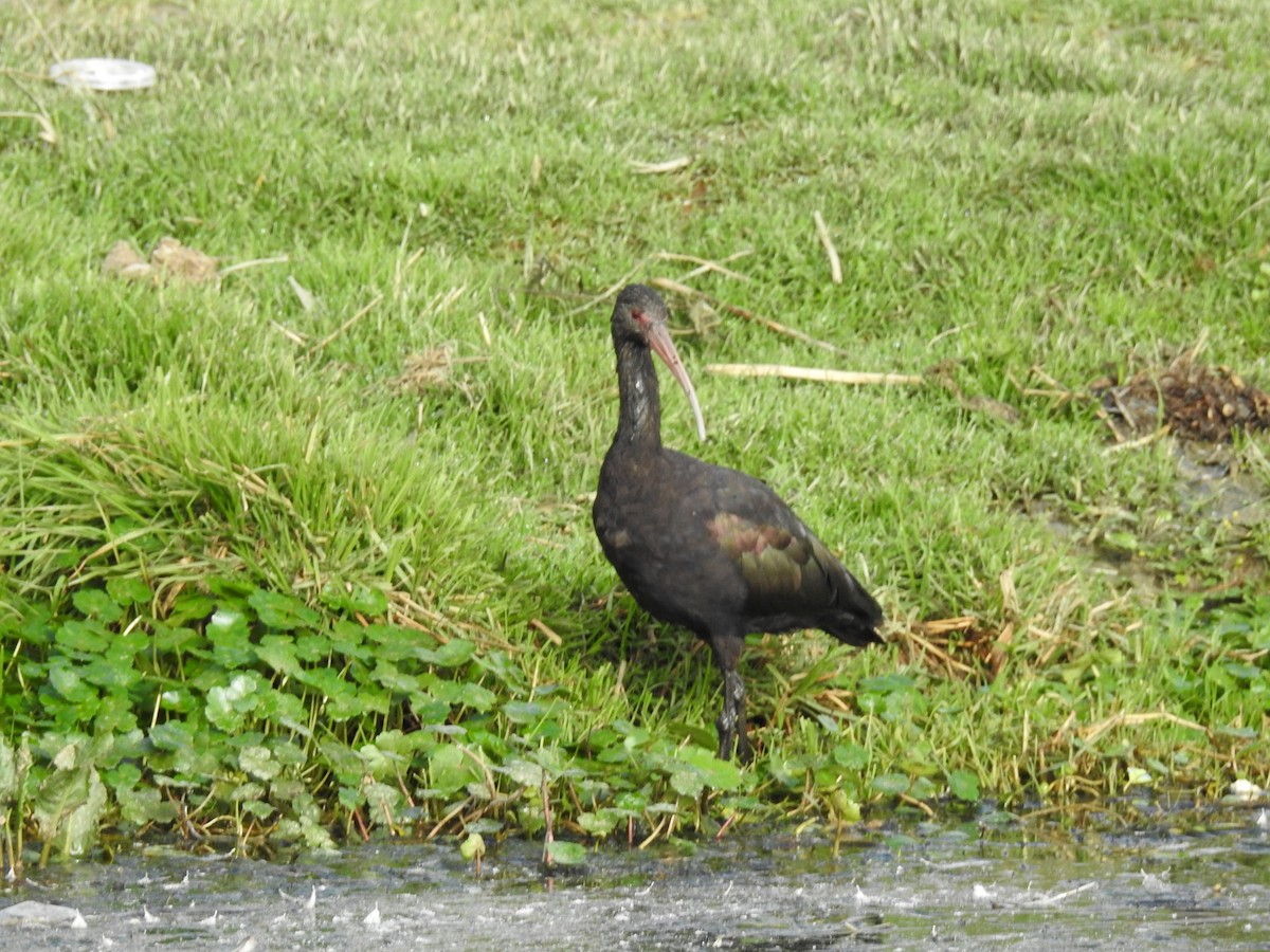Puna Ibis - ML644488118