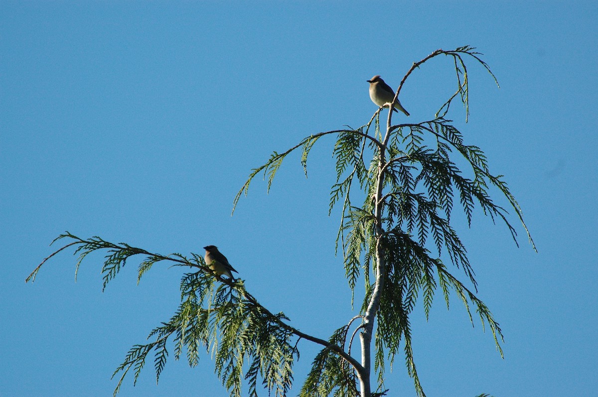 einersidensvans - ML644488146