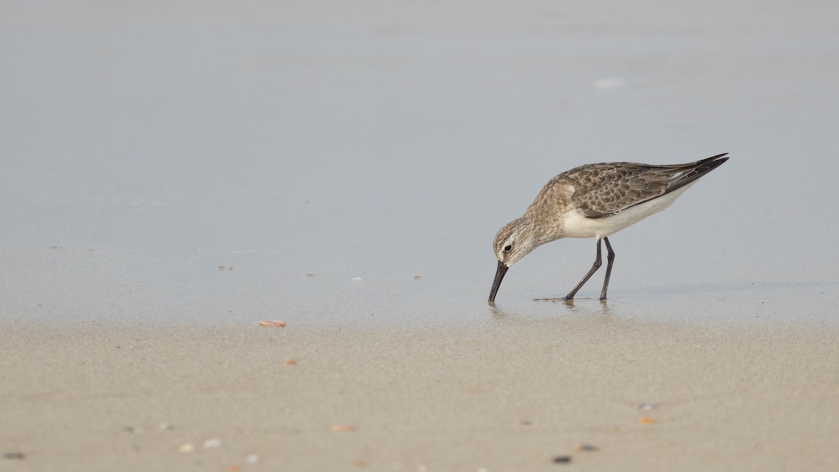 彎嘴濱鷸 - ML644488147