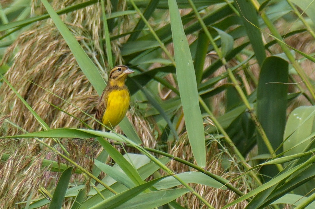 シマアオジ - ML644488150