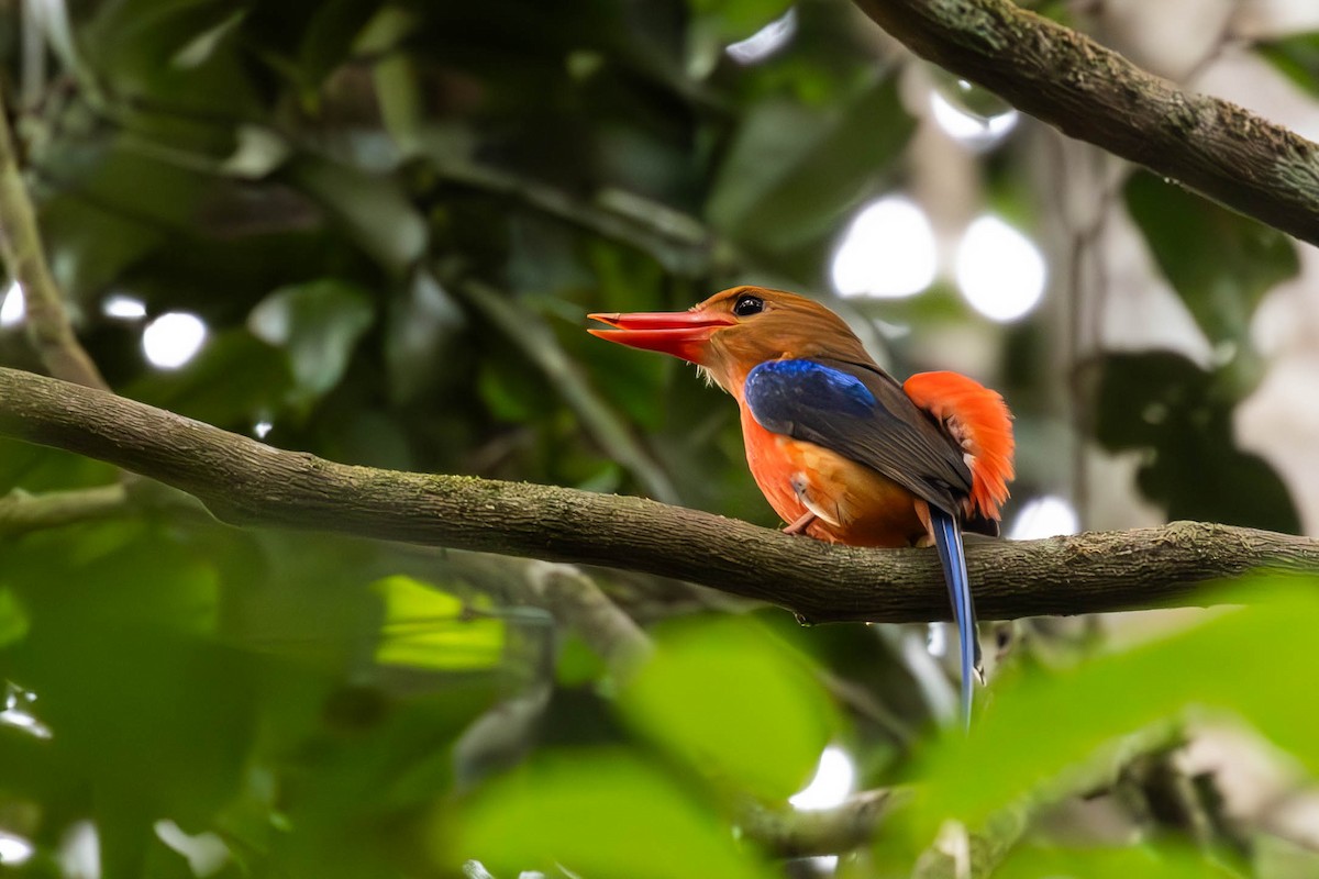 Brown-headed Paradise-Kingfisher - ML644488162