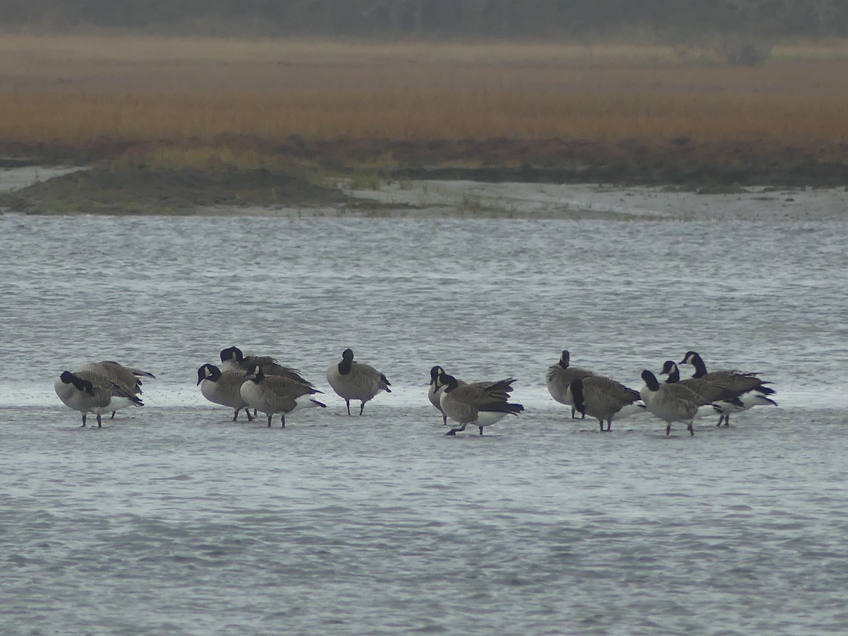 カナダガン - ML644488175