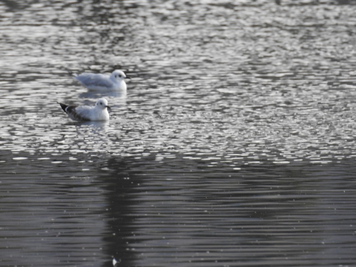 Andean Gull - ML644488178