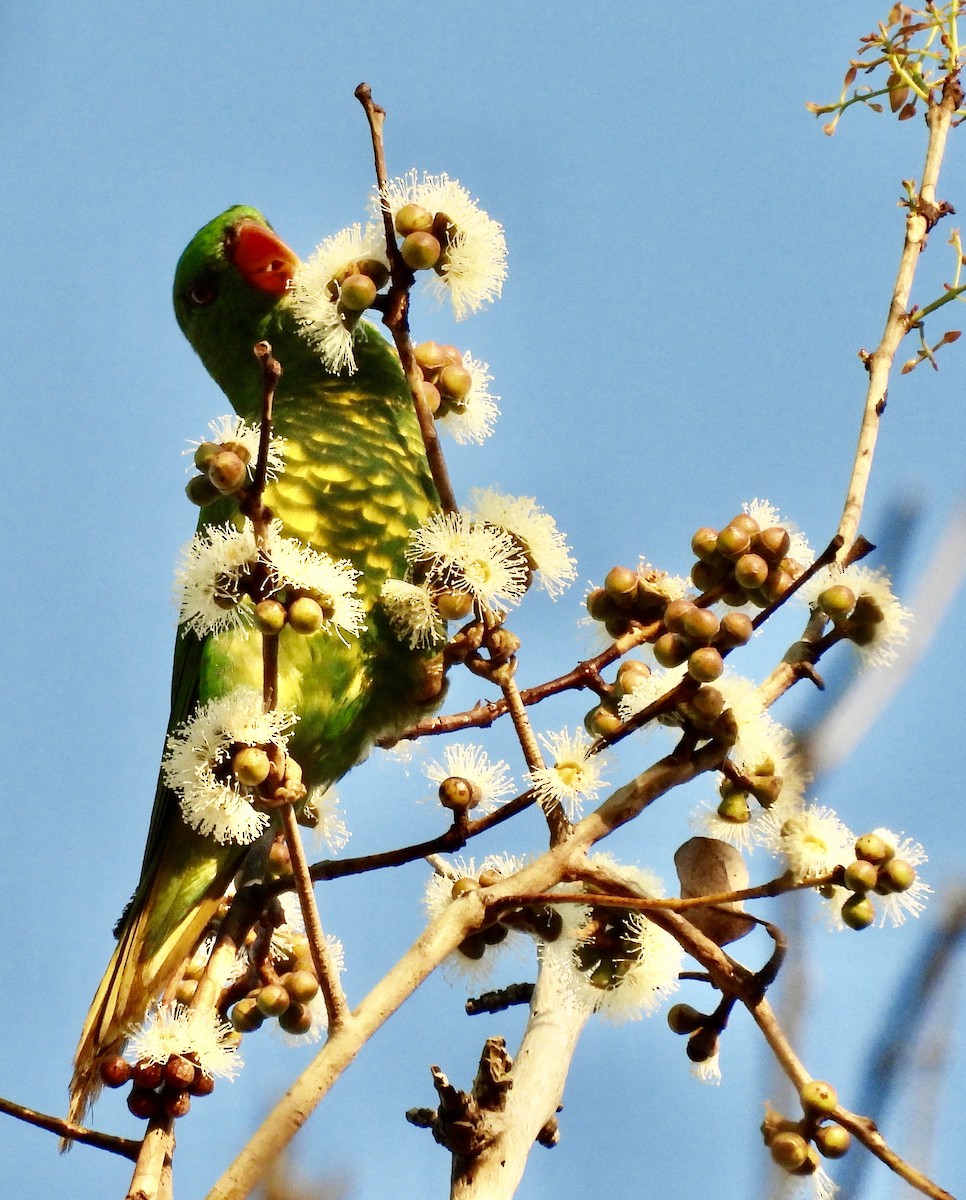 Scaly-breasted Lorikeet - ML644488181