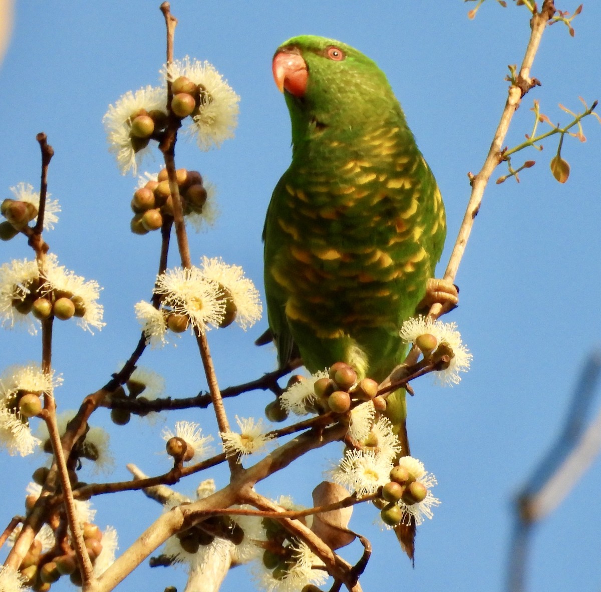 Scaly-breasted Lorikeet - ML644488183