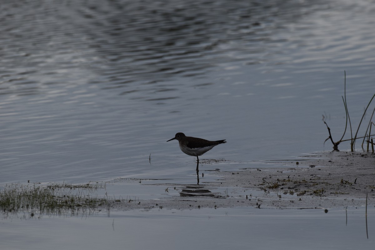 Solitary Sandpiper - ML644488187