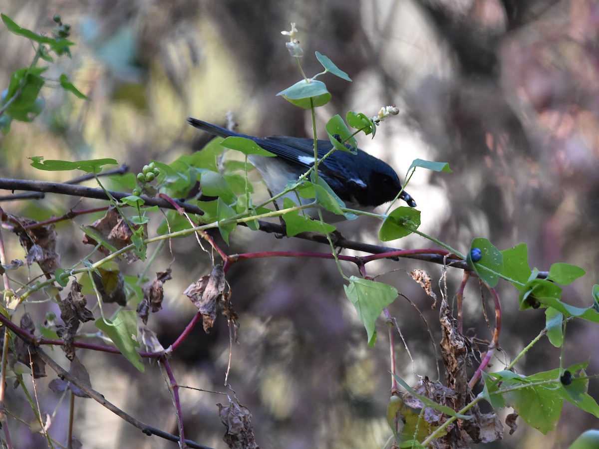 Black-throated Blue Warbler - ML644488190