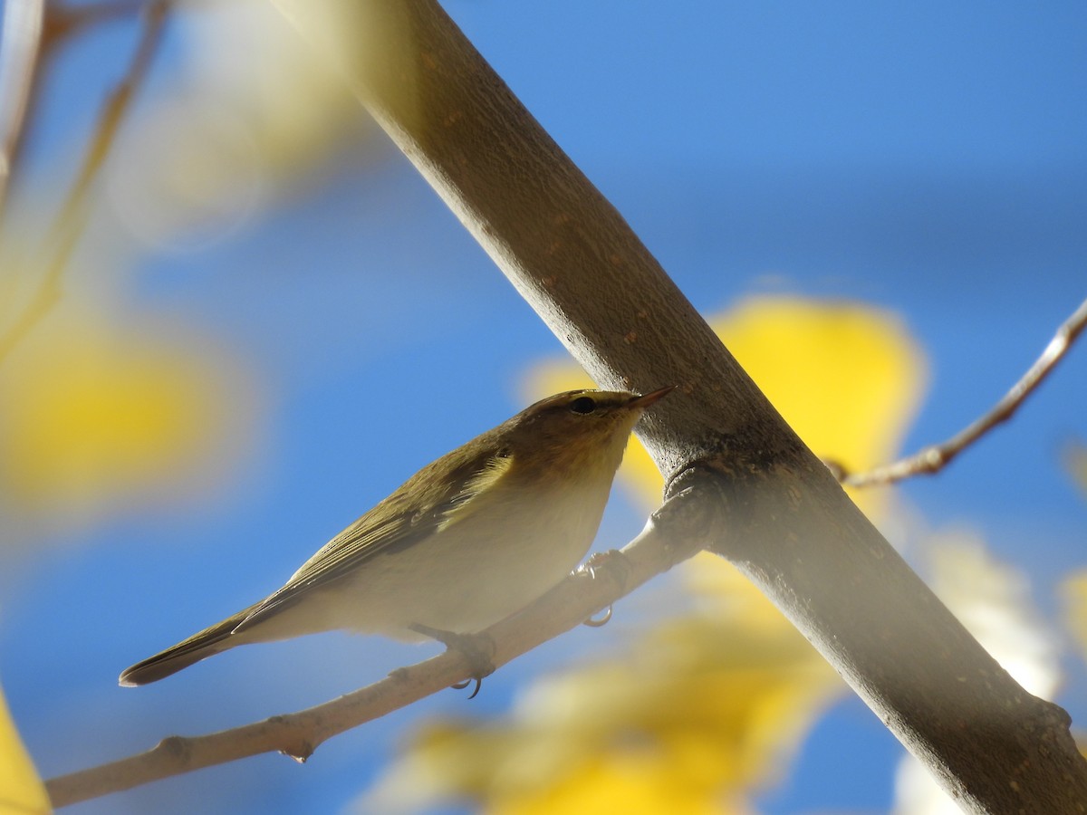 Common Chiffchaff - ML644488191