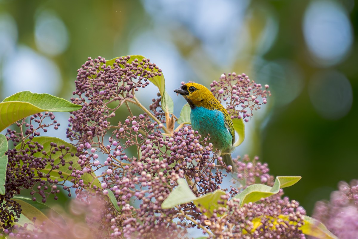 gullsnittanagar - ML644488195