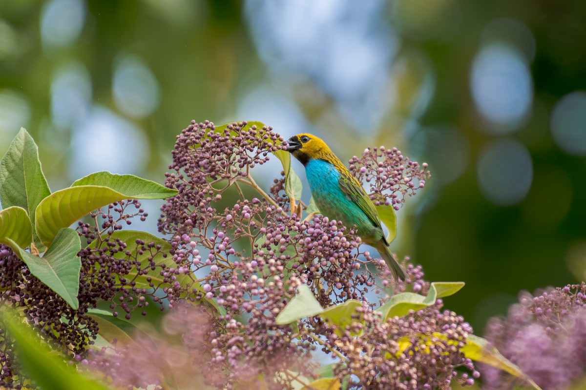 gullsnittanagar - ML644488197