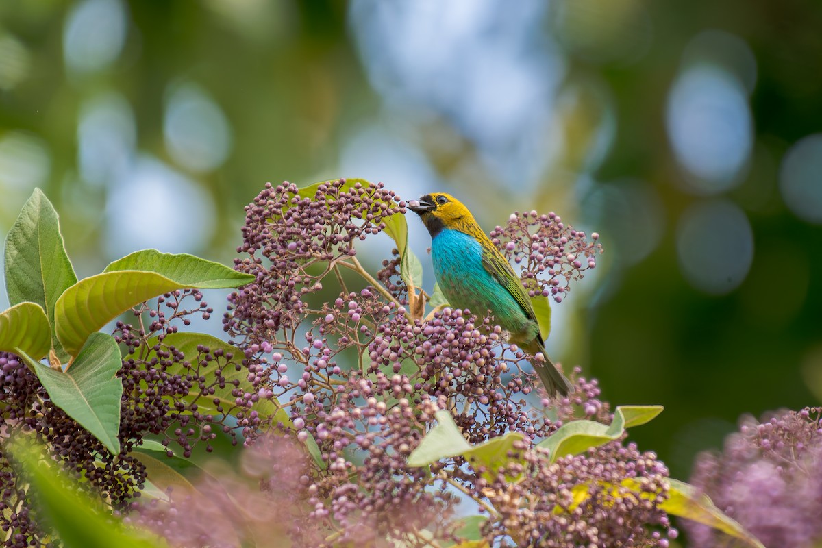 gullsnittanagar - ML644488198