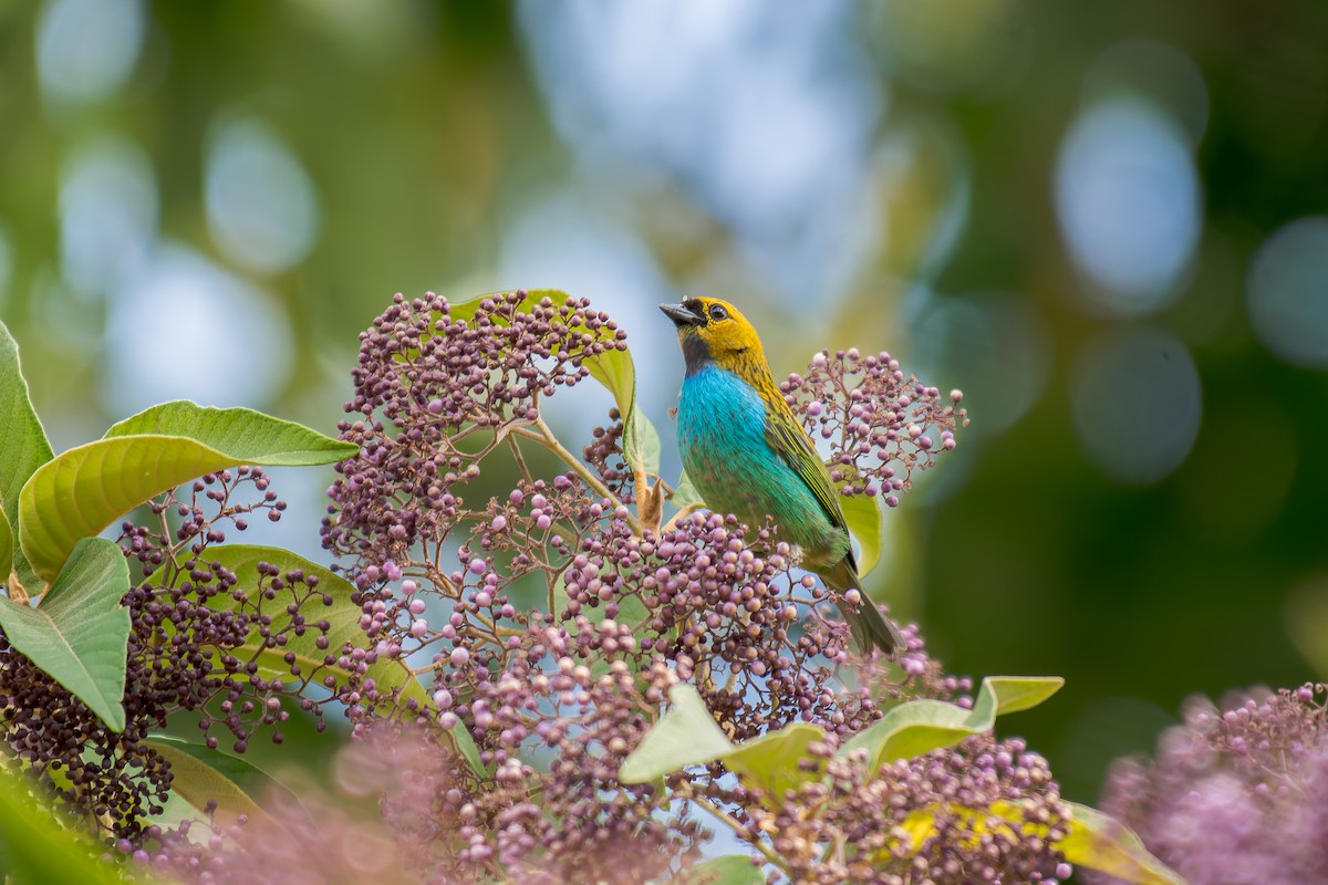 gullsnittanagar - ML644488199