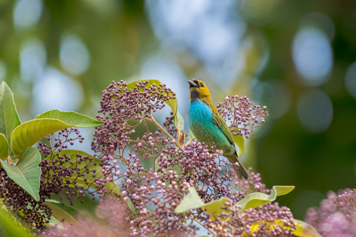 gullsnittanagar - ML644488200