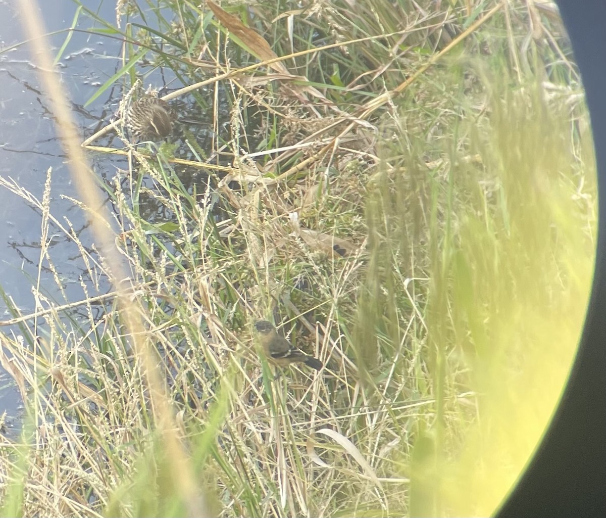 Morelet Tohumculu - ML644488211