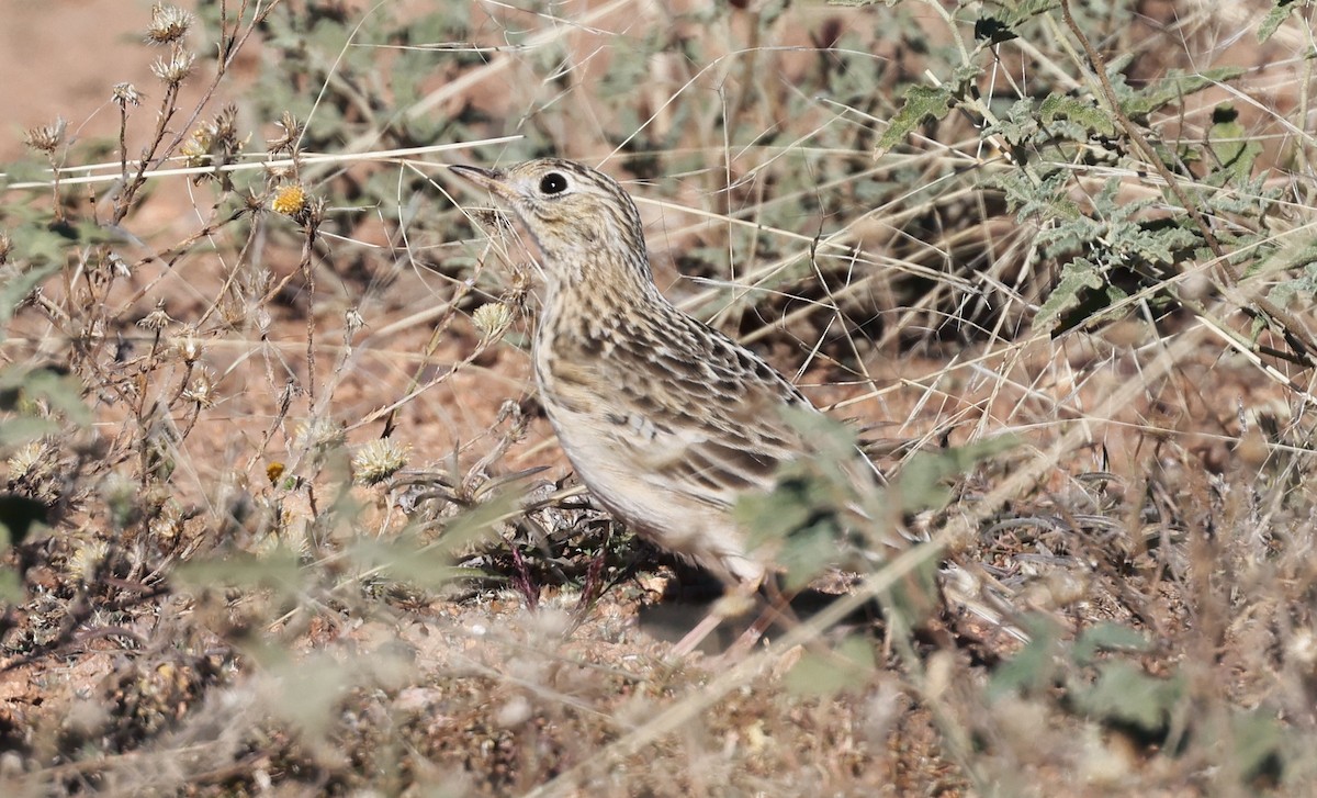 Sprague's Pipit - ML644488214