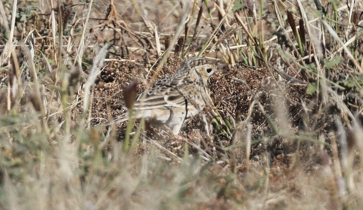 Sprague's Pipit - ML644488215