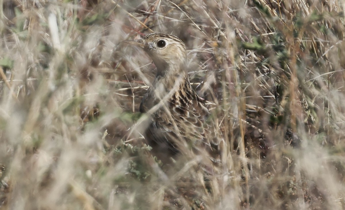 Sprague's Pipit - ML644488216