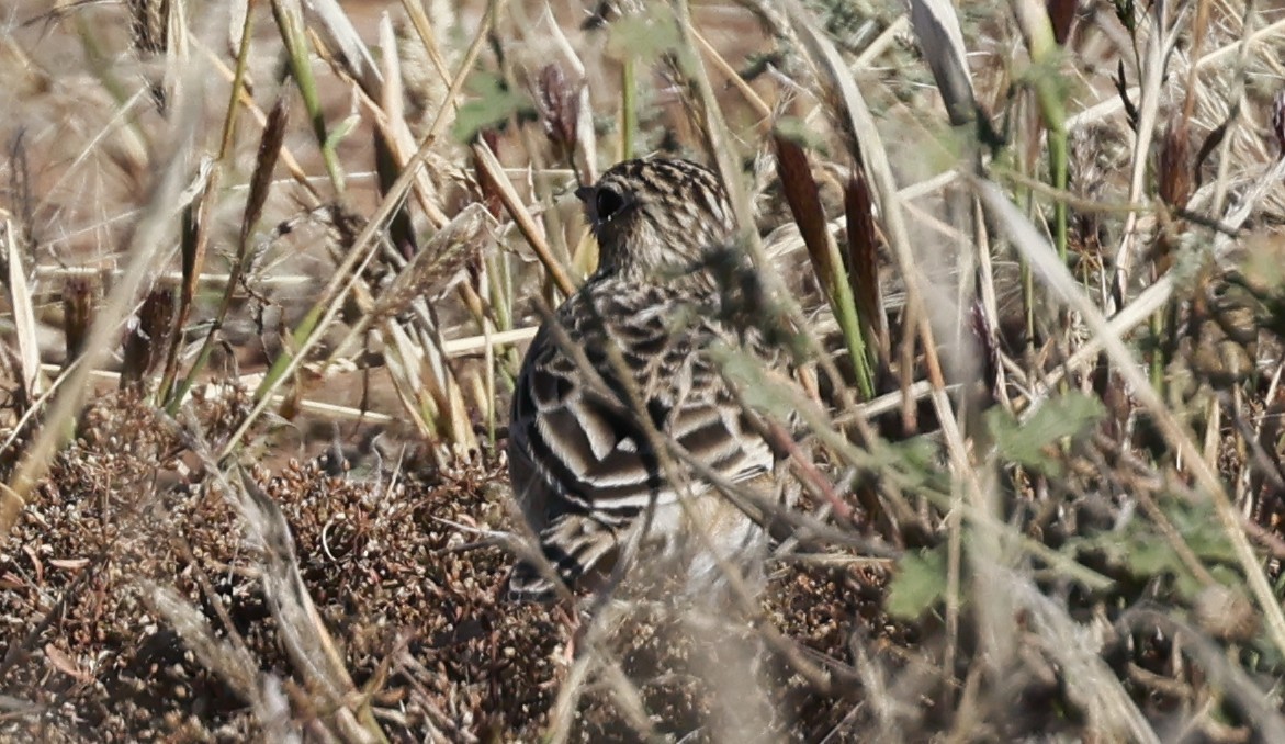 Sprague's Pipit - ML644488217