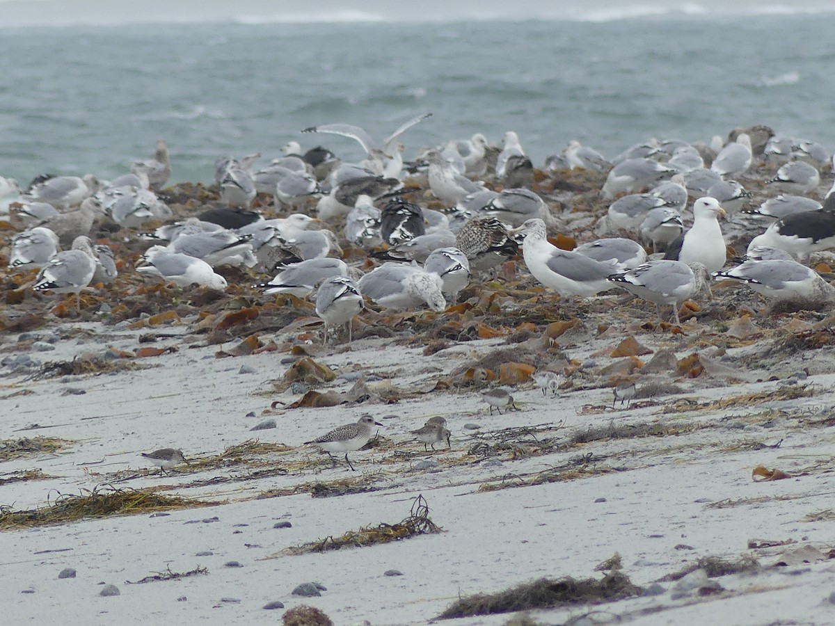 Black-bellied Plover - ML644488218