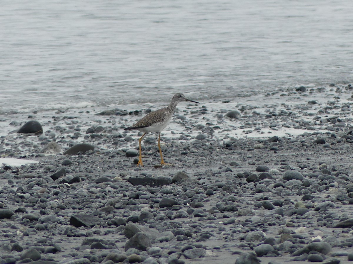 Greater Yellowlegs - ML644488233