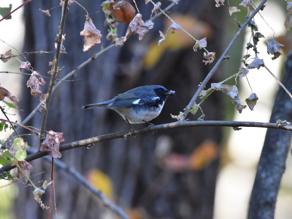 Black-throated Blue Warbler - ML644488235