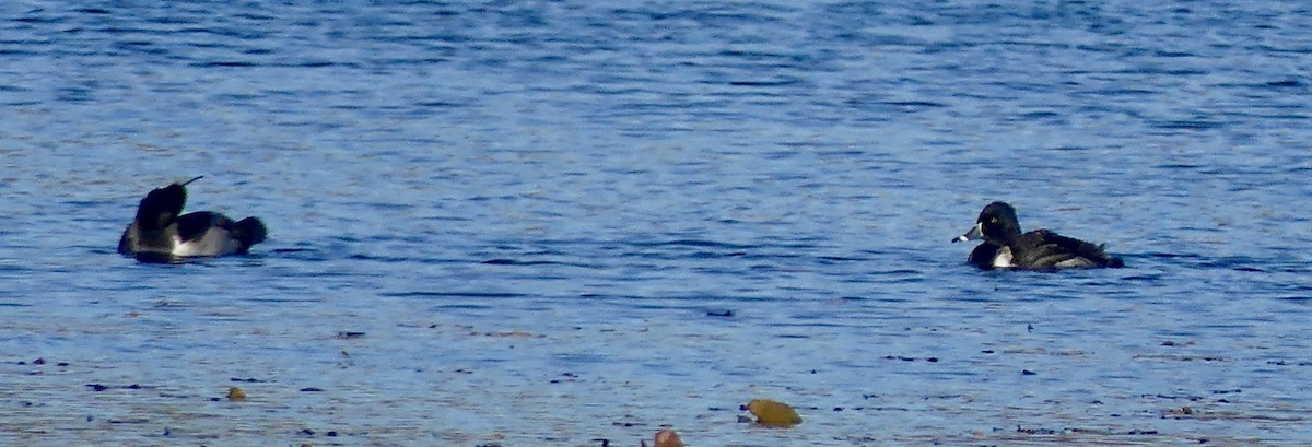 Ring-necked Duck - ML644488239