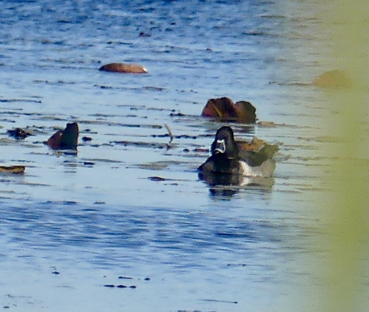 Ring-necked Duck - ML644488240