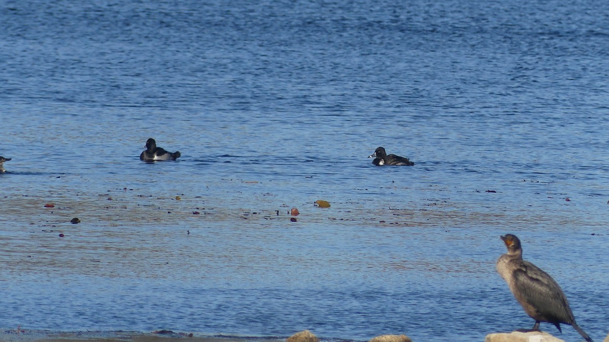 Ring-necked Duck - ML644488241