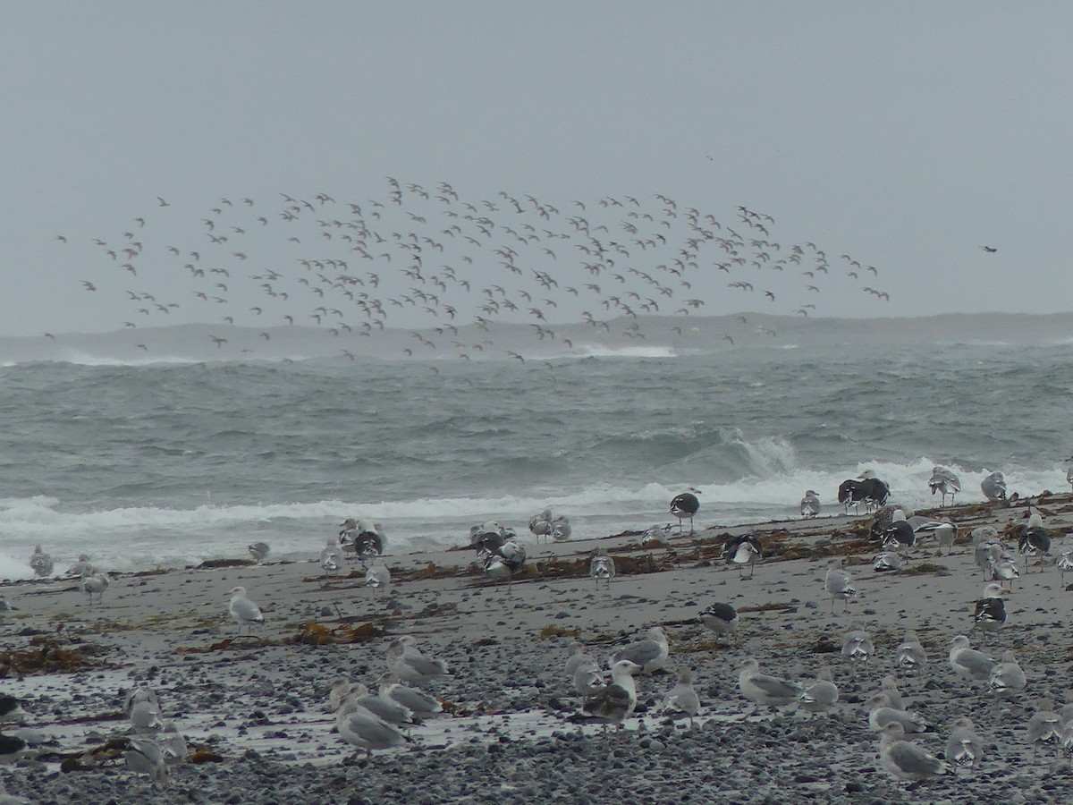 Гурвалж элсэг - ML644488245