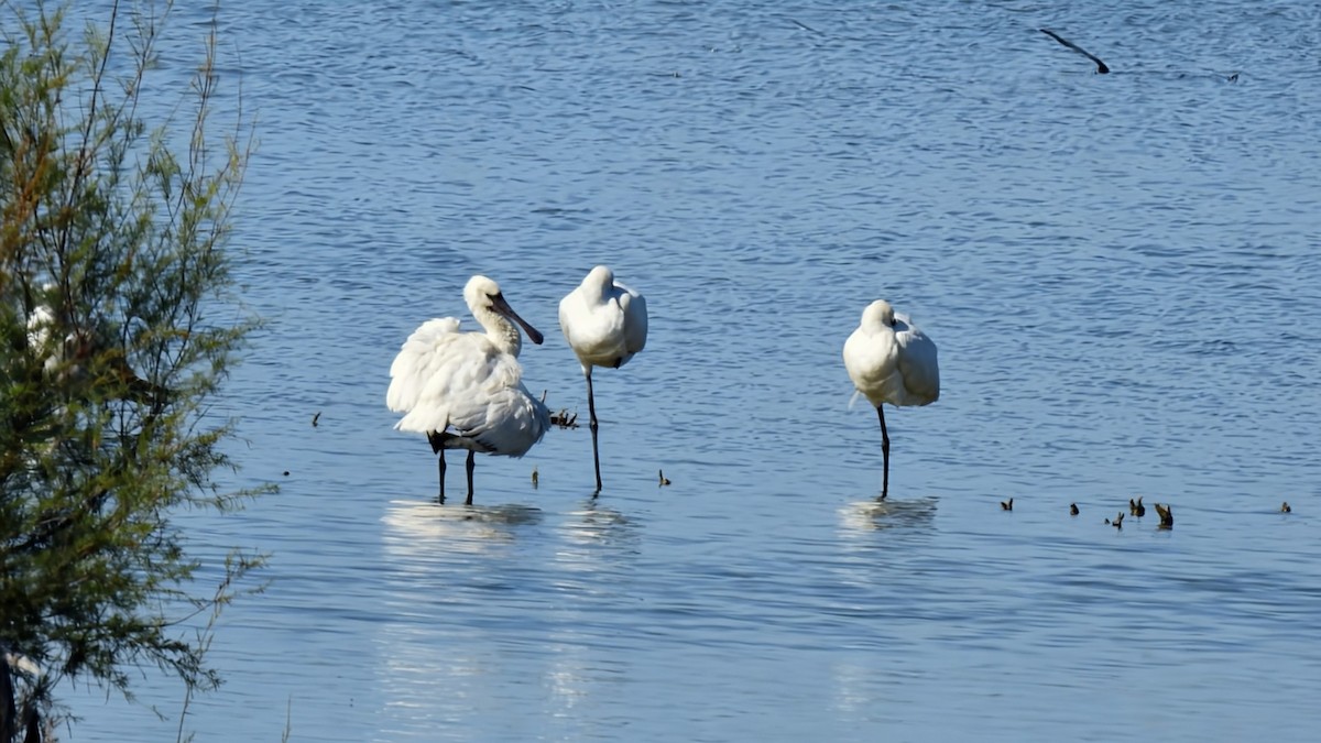 Eurasian Spoonbill - ML644488249