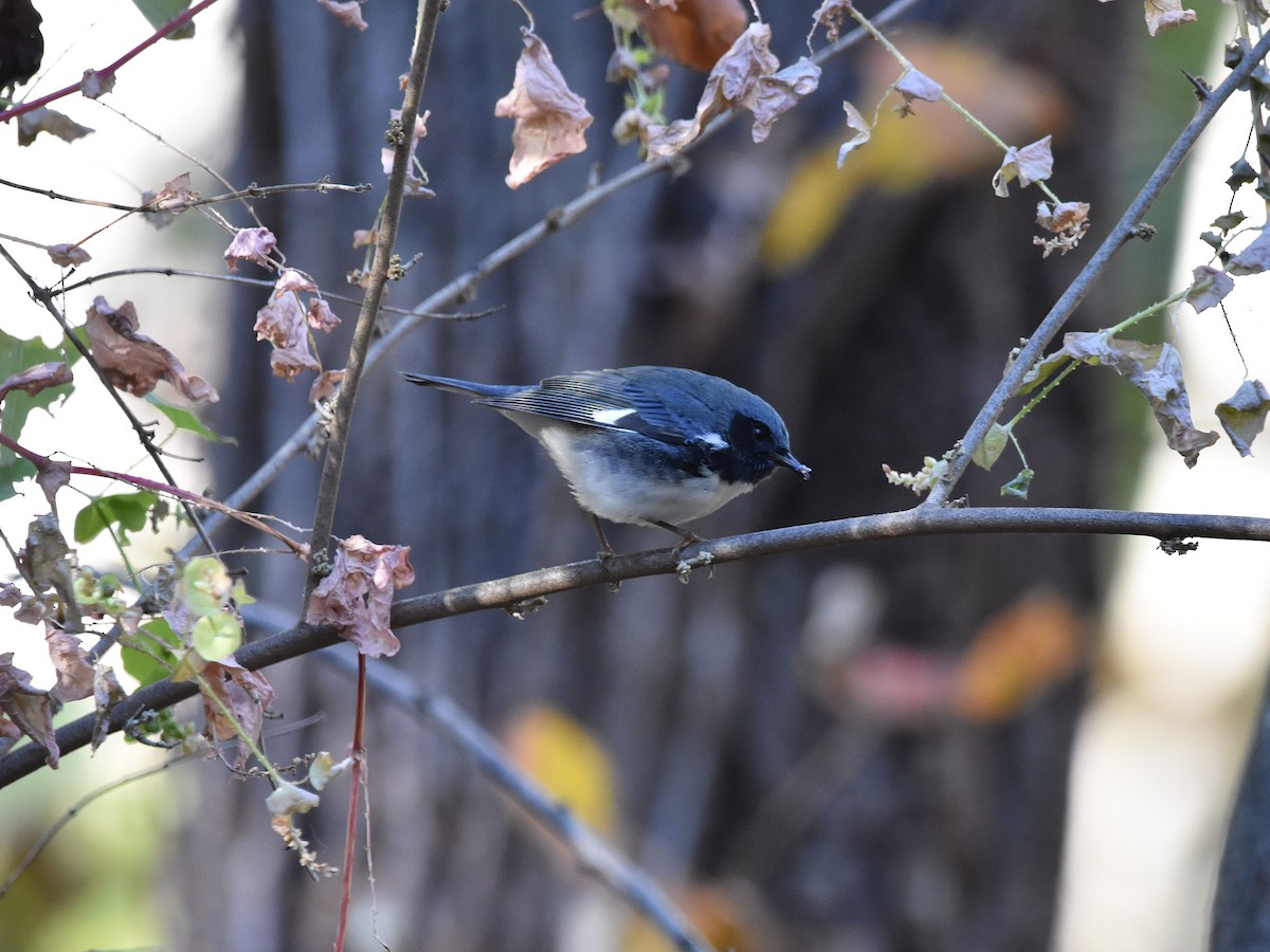 Black-throated Blue Warbler - ML644488256