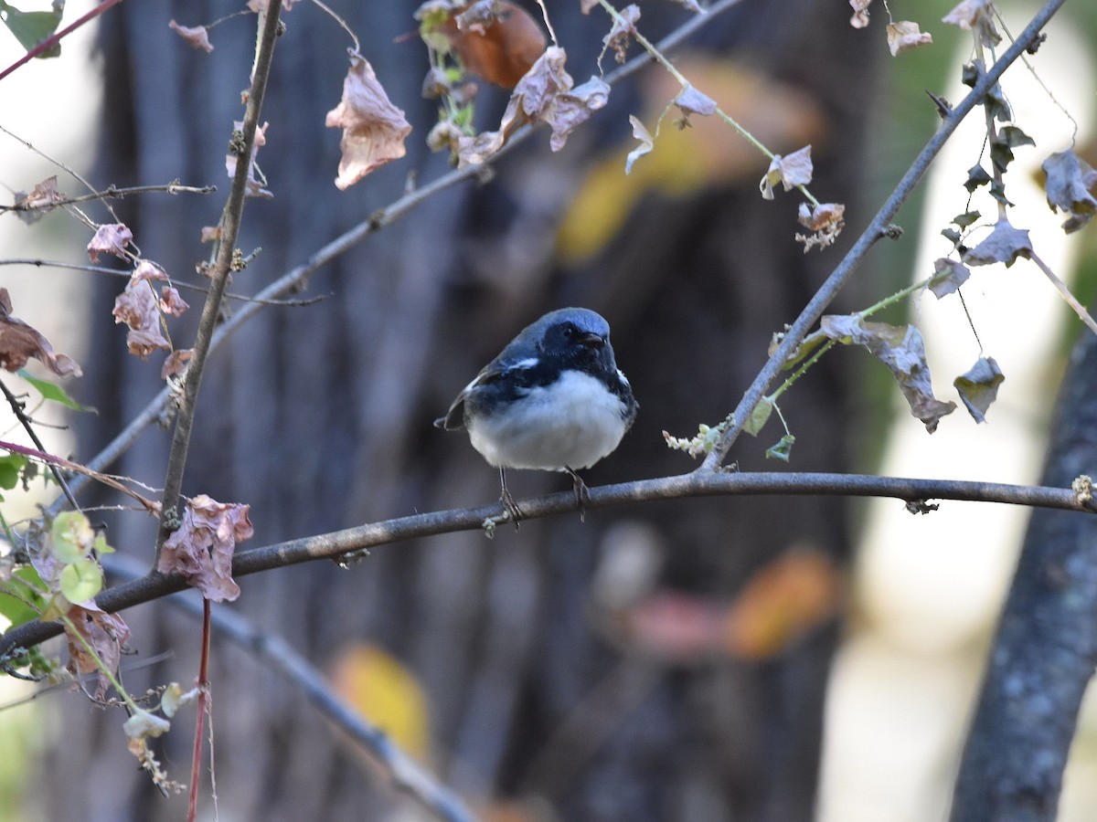 Black-throated Blue Warbler - ML644488257