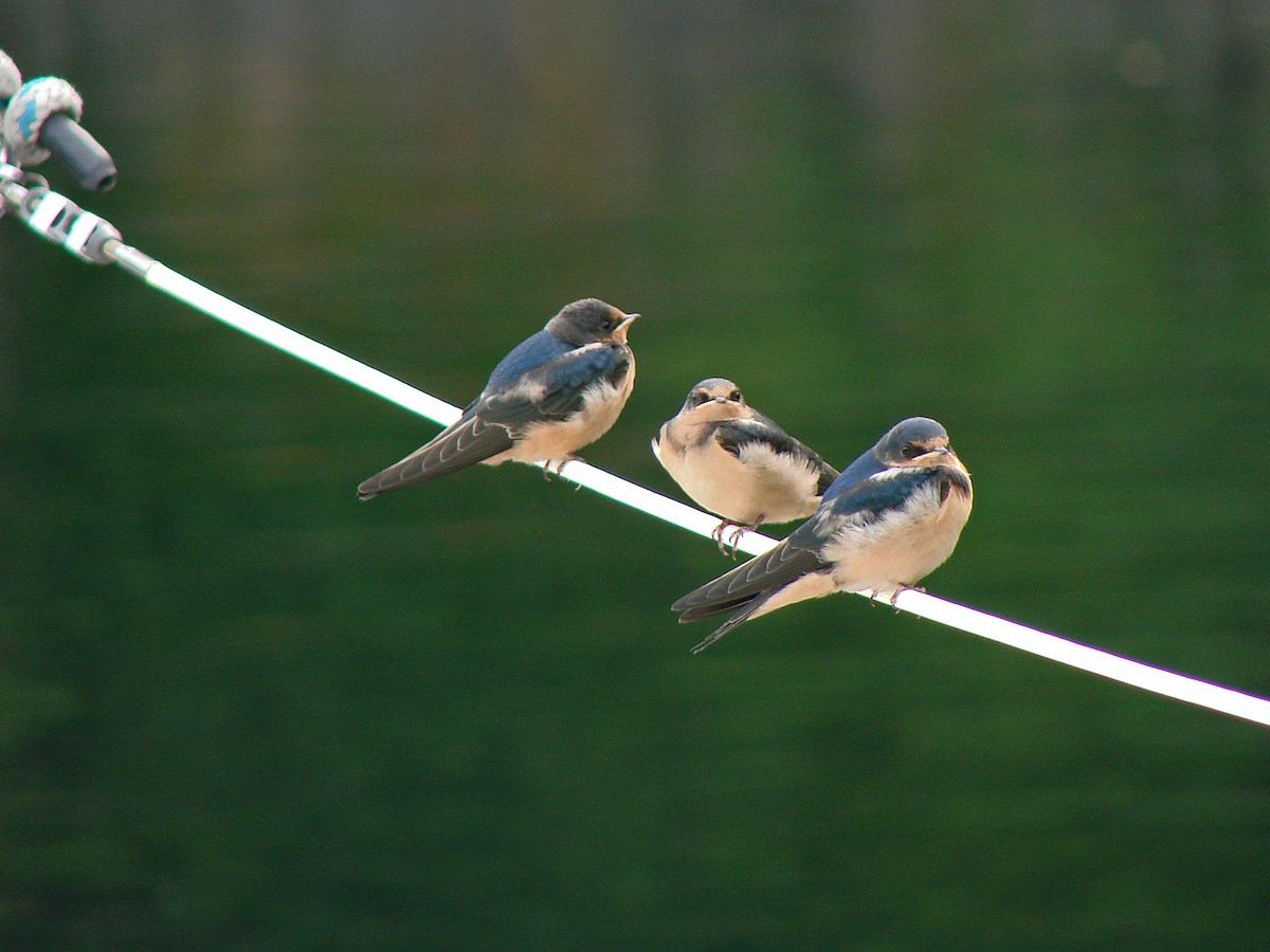 låvesvale - ML644488258