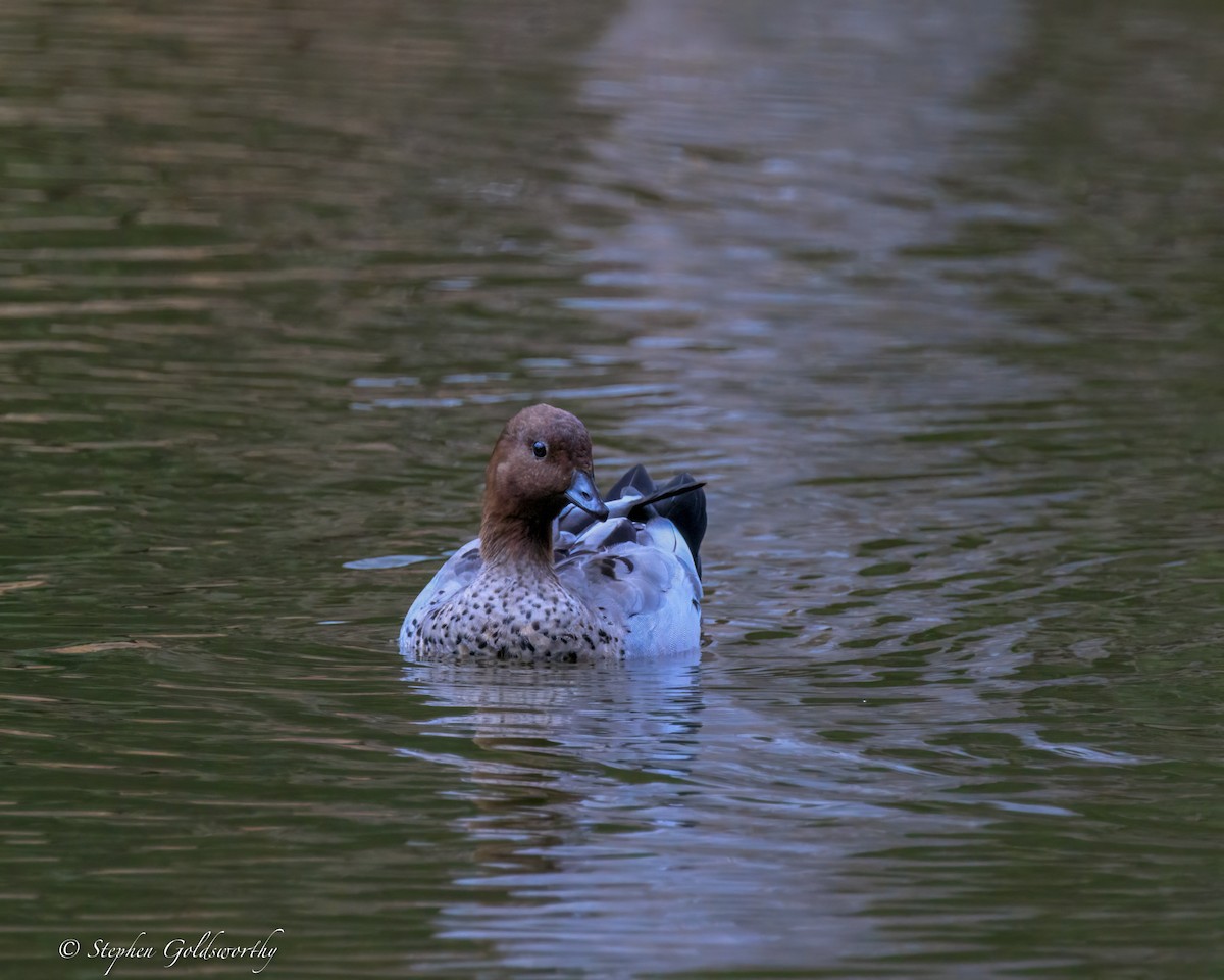 Maned Duck - ML644488265