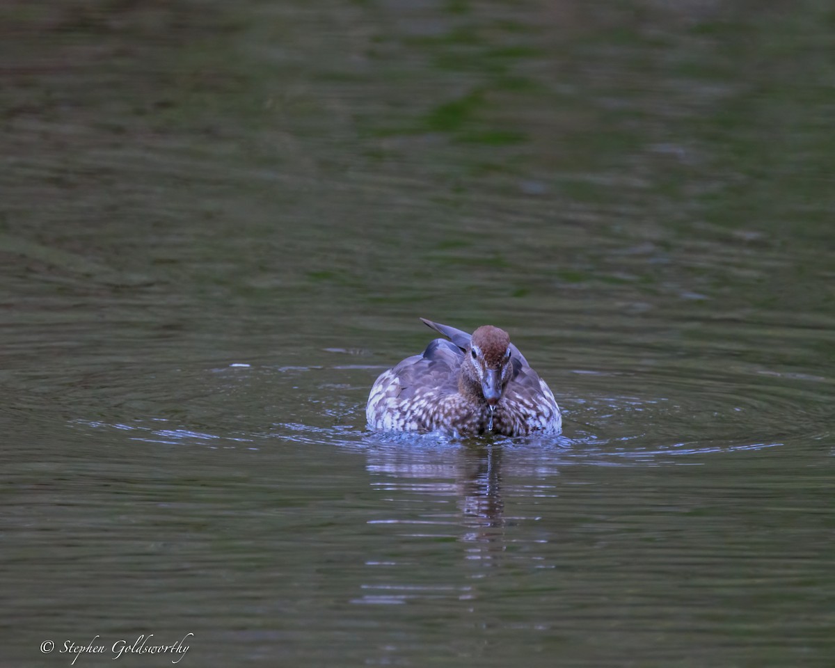 Maned Duck - ML644488266