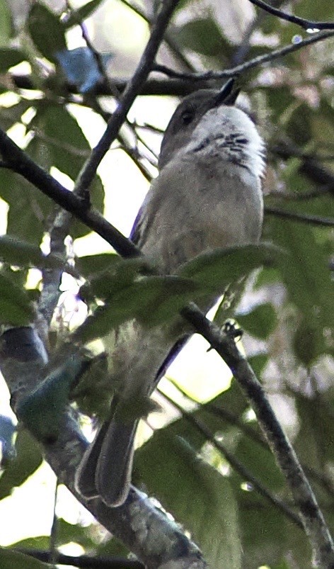 Olive Whistler - ML644488272