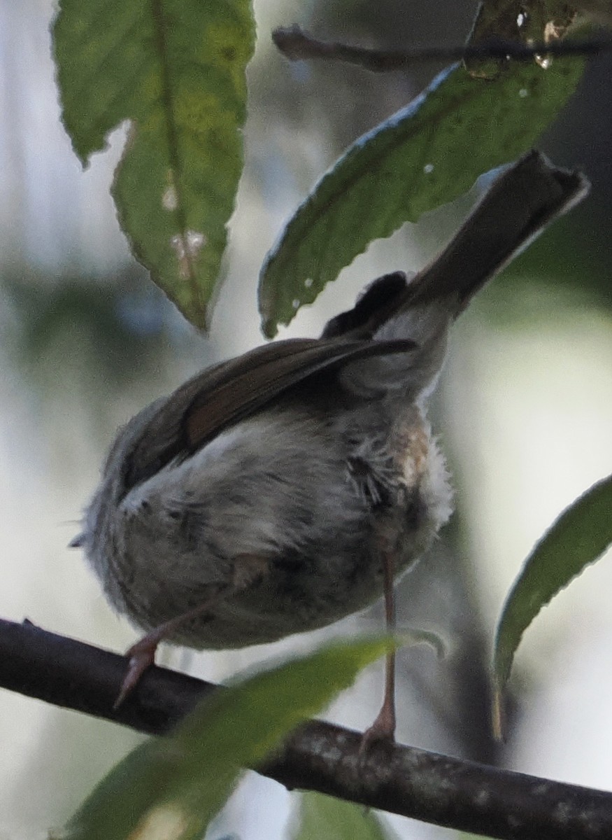 Tasmanian Thornbill - ML644488273