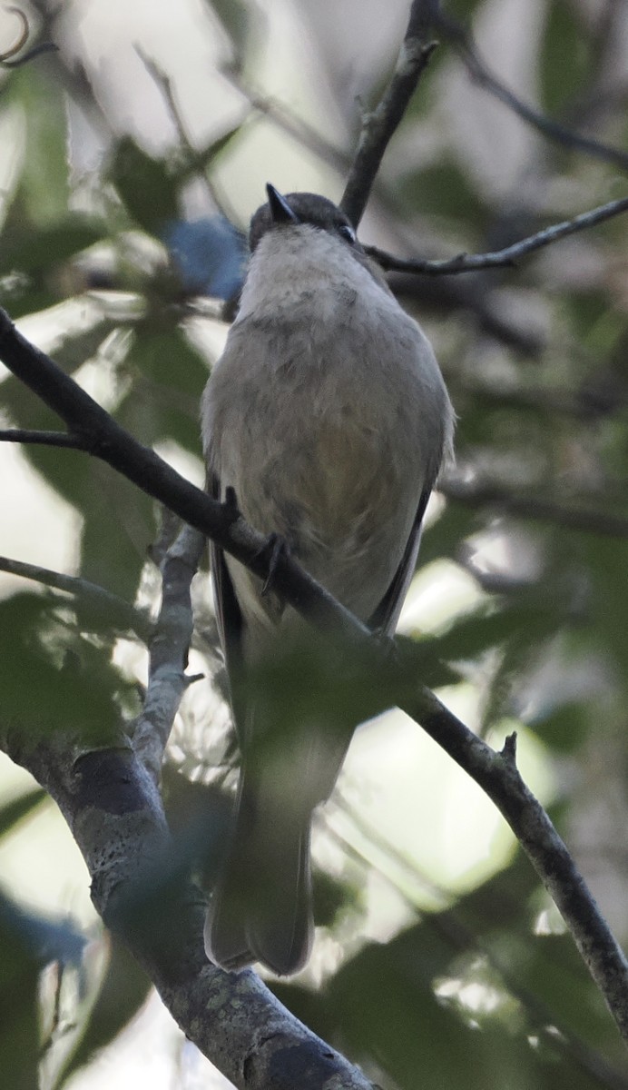 Olive Whistler - ML644488274