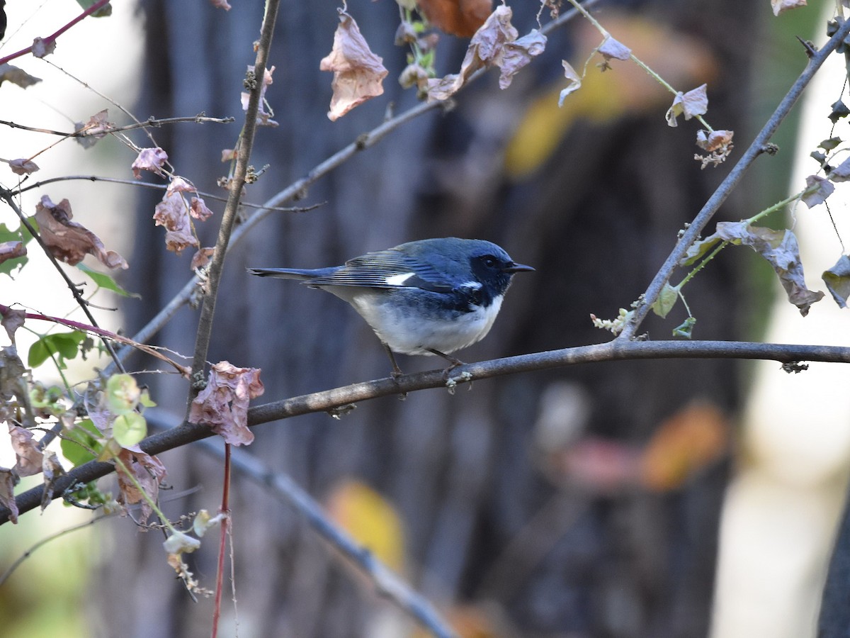 Black-throated Blue Warbler - ML644488275
