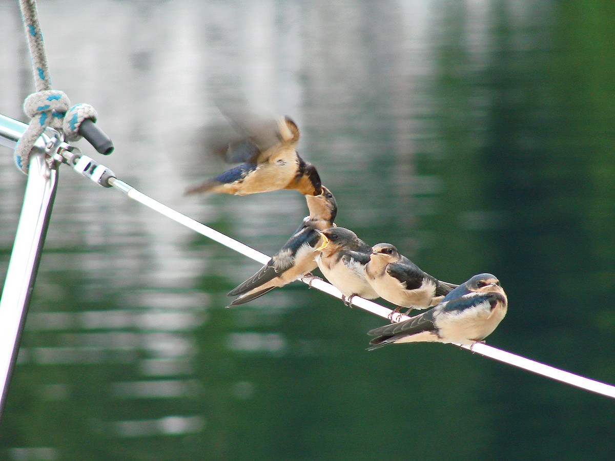 låvesvale - ML644488276